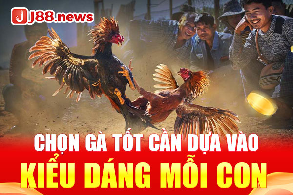 Chọn gà tốt cần dựa vào kiểu dáng mỗi con Chọn gà tốt cần dựa vào kiểu dáng mỗi con