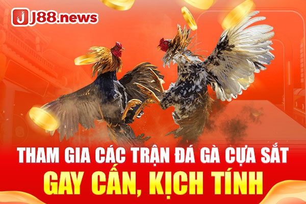 Tham gia các trận đá gà cựa sắt gay cấn, kịch tính Tham gia các trận đá gà cựa sắt gay cấn, kịch tính