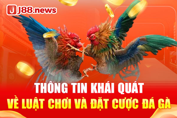 Thông tin khái quát về luật chơi và đặt cược đá gà Thông tin khái quát về luật chơi và đặt cược đá gà